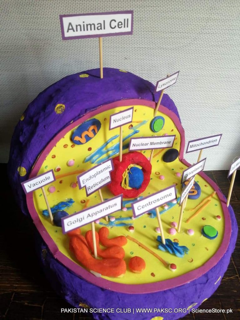 3d Animal cell model Biology, Classroom Teaching Aid and Science Fair Project available at sciencestore.pk in Pakistan. This is handmade 3d Animal cell model