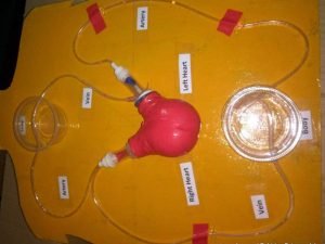Working Model of Heart and Circulatory System