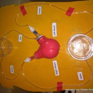 Working Model of Heart and Circulatory System