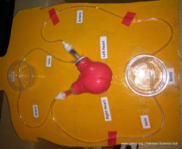 Working Model of Heart and Circulatory System