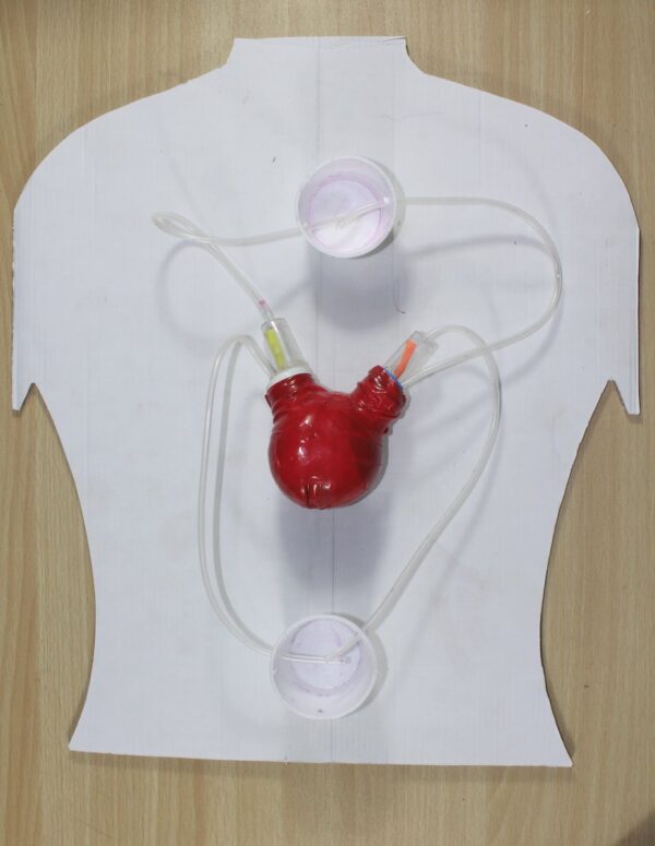 working model of heart