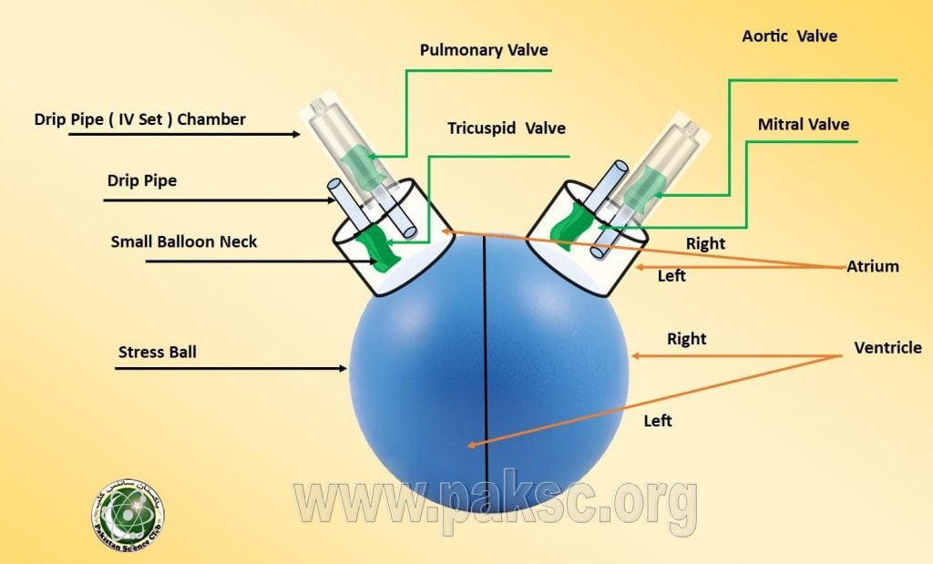 working model of heart diagram 