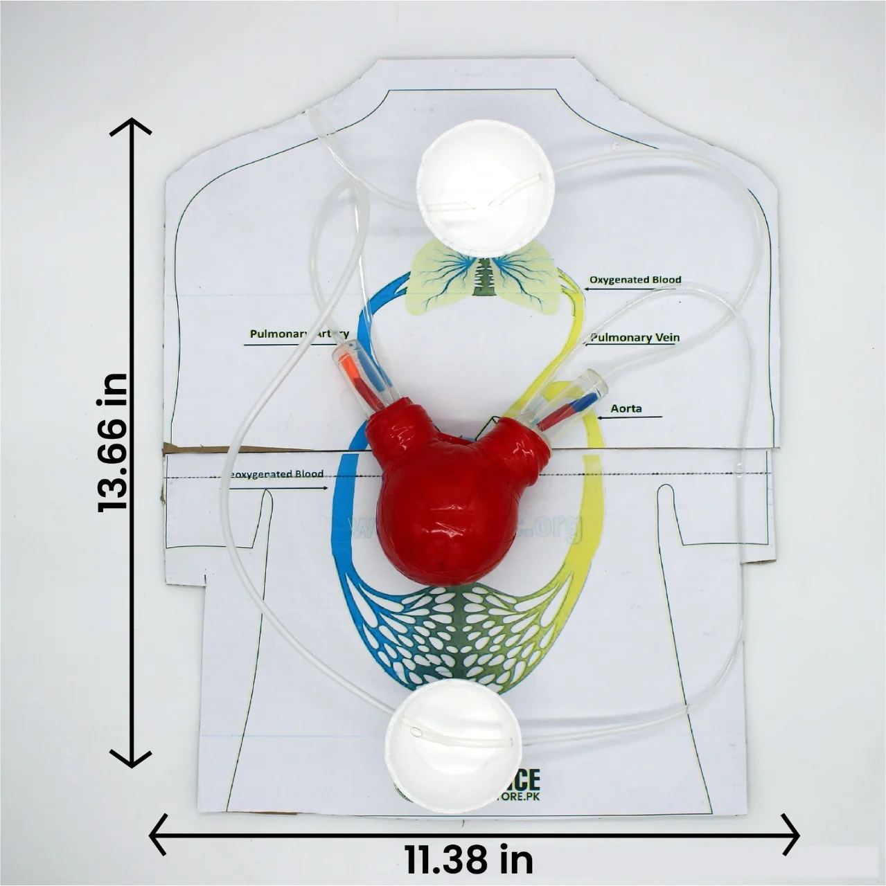 Working Model of Heart and Circulatory System