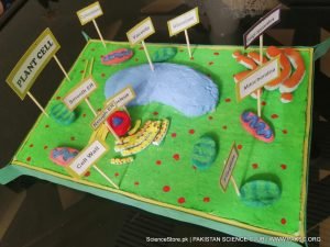 Plant Cell Model Kit