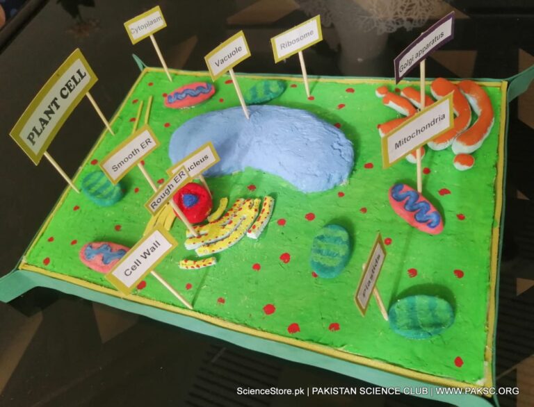 Buy an online plant cell model kit with labeled parts in Pakistan.