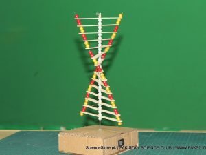 dan working model kit