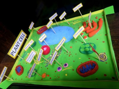 Buy an online plant cell model kit with labeled parts in Pakistan.