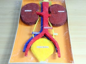 Human Excretory System Model Kit