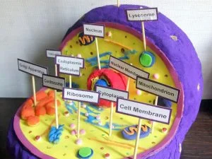 3d Animal cell model