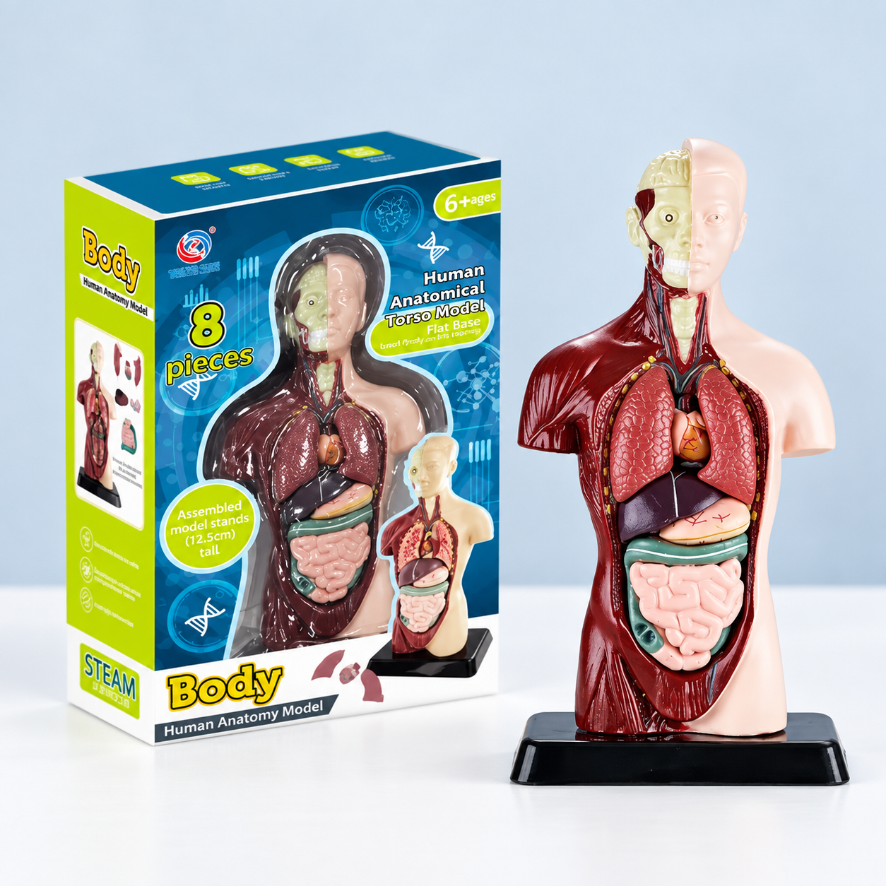 Human torso anatomy model showing internal body organs
